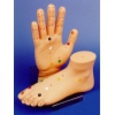 thumb_11-modelhandfoot[1]